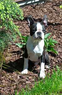 Boston Terrier ZKwP/FCI piesek