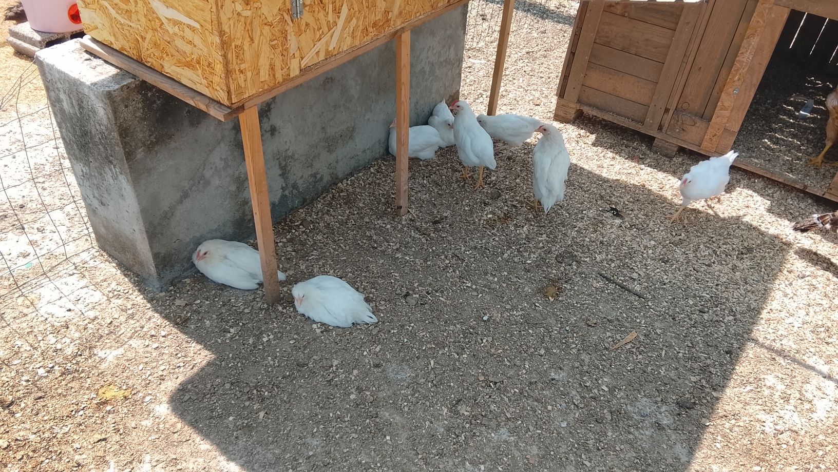 Frangos para venda