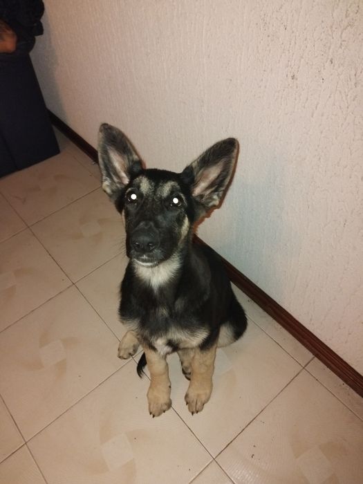 Adoção pastora alemã tracada com serra da estrela