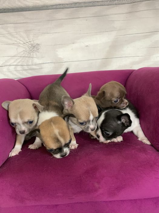 Dziewczynka chihuahua