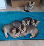 Шотландские котята тикированная шиншила вислоухие