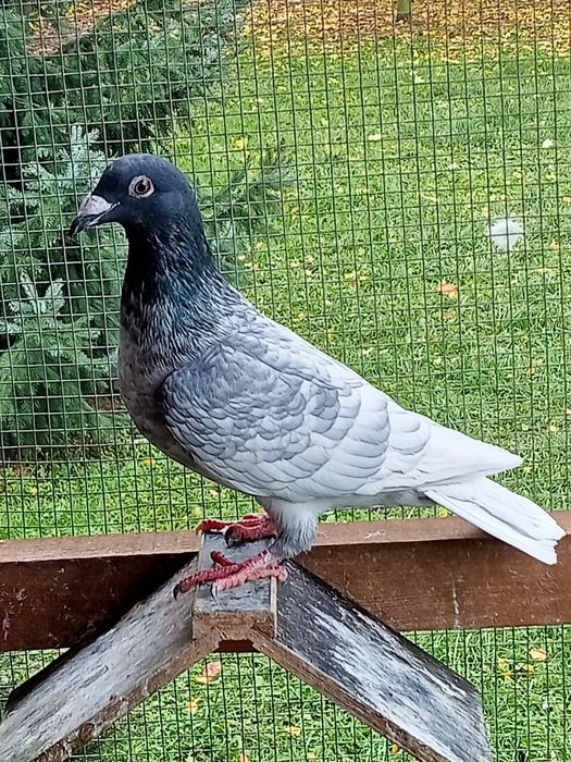 Gołębie pocztowe Andaluzy