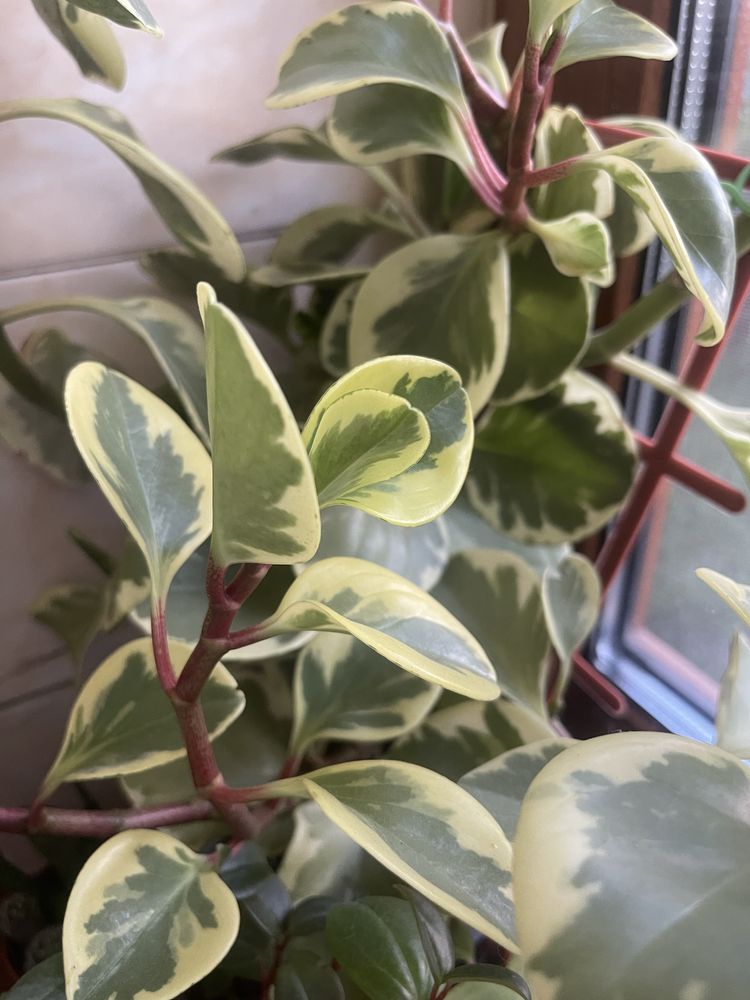 Кімнатна рослина. Пеперомія туполиста (Peperomia obtusifolia)