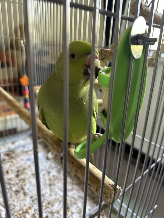 Ring Neck menos de 1 ano