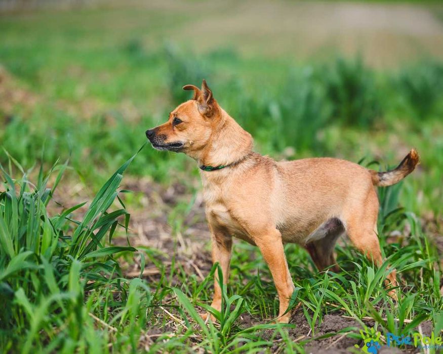 Zawadiacka i wesoła KOWBOJKA szuka domu!