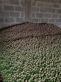 Ziemniaki vineta wielkość sadzeniakowa 4 tony
