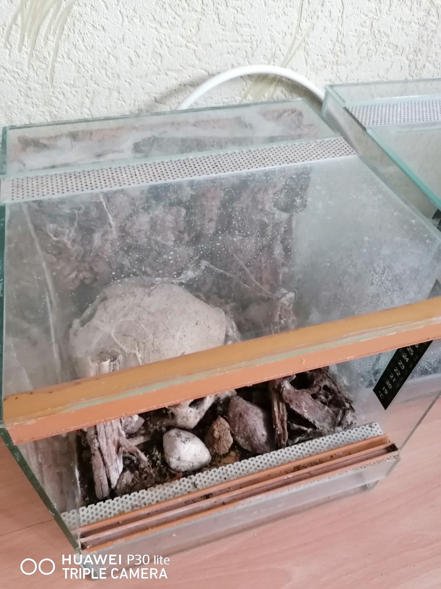 Terrarium gotowe pająk mała jaszczurka