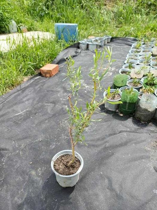 Верба іва кудрява кучерява матсудана