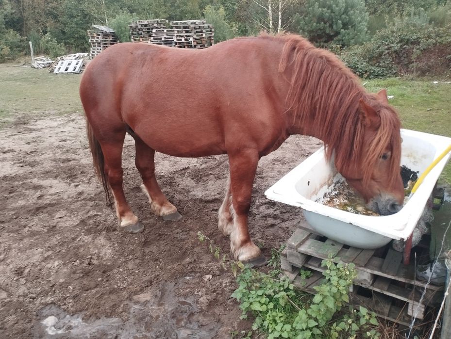 Klacz zimnokrwista 5 lat