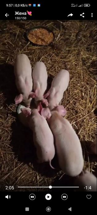 Поросята домашні