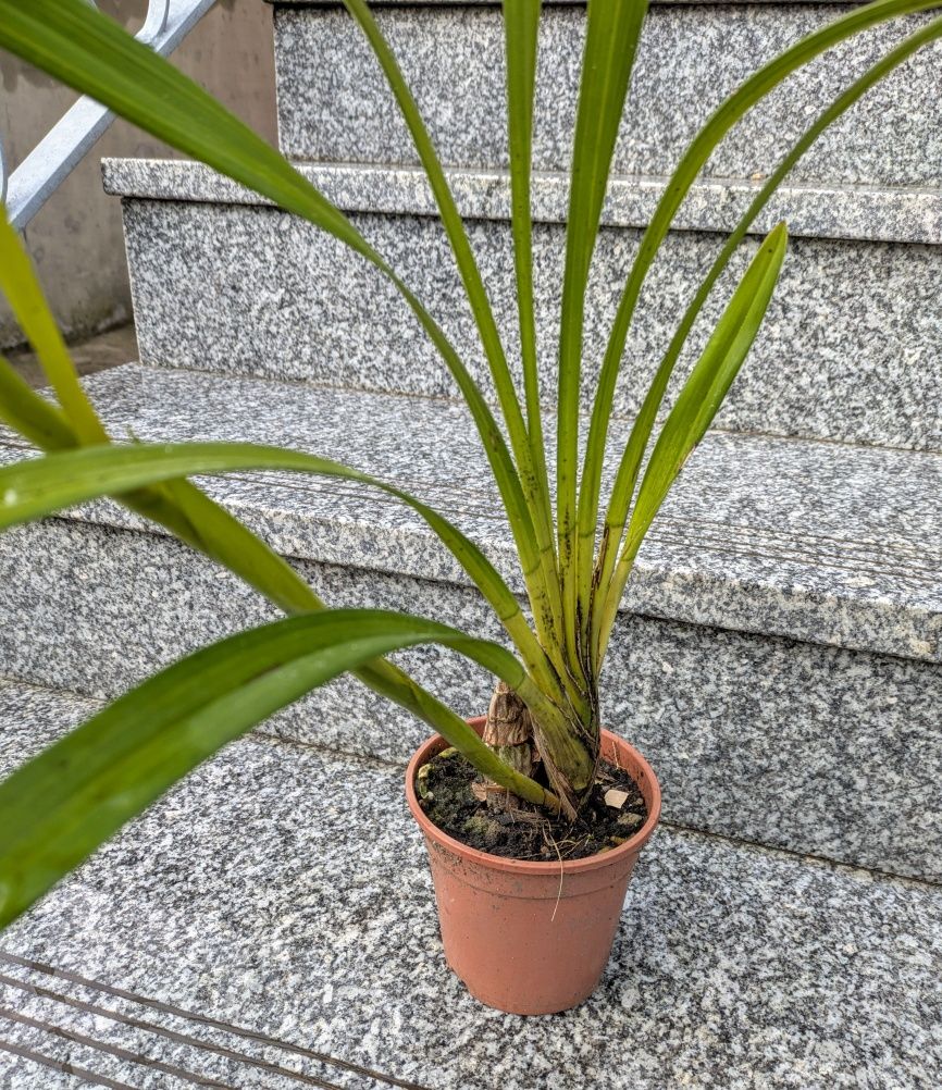 Orquídea de exterior