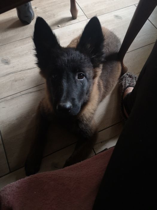 Owczarek Belgijski Malinois szczeniak