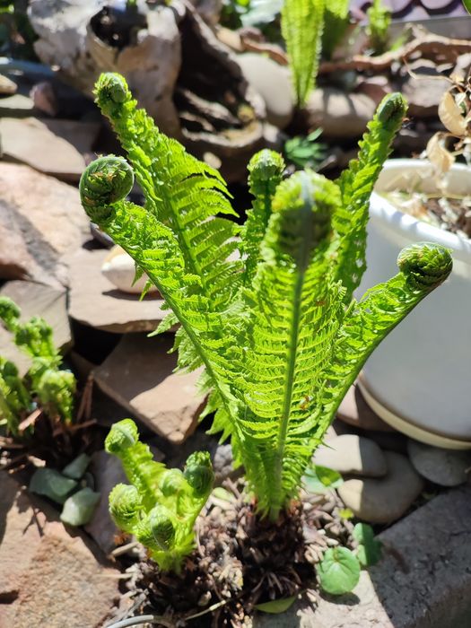 Папороть папоротник