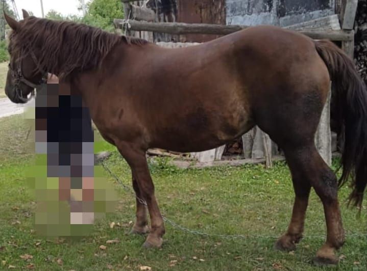 Кобила для господарства