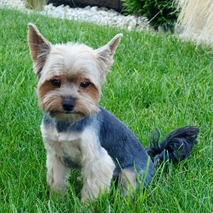 Reproduktor York 2 kg miniaturowy Yorkshire terrier krycie york 300 zł
