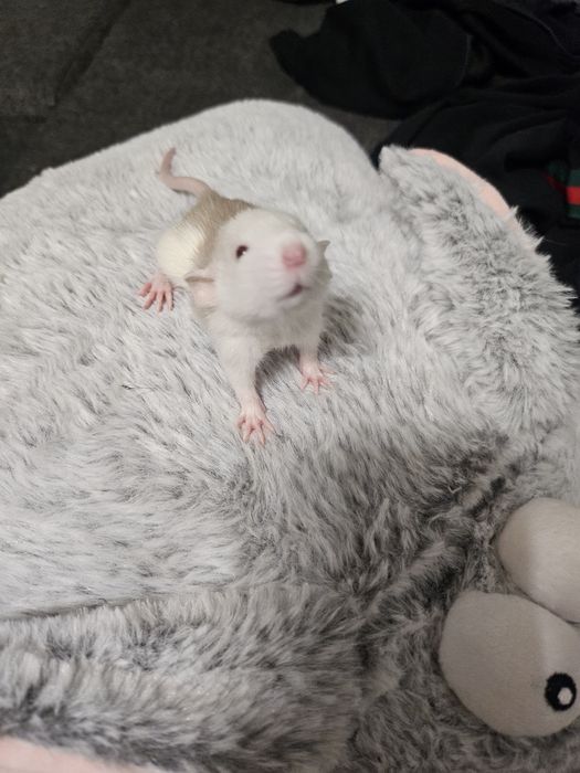 Szczur,Szczury,Szczurki