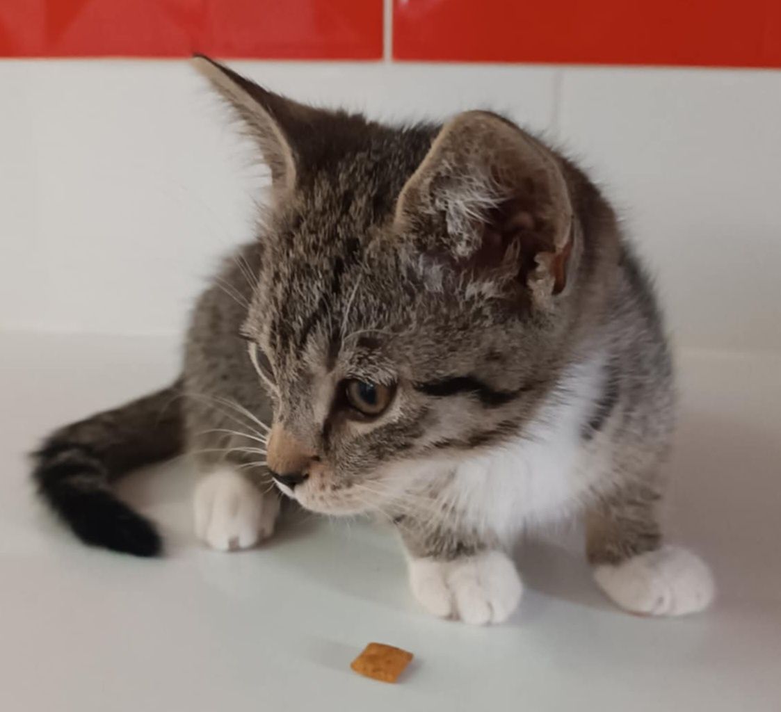 Drucik, kocurek z interwencji do adopcji!