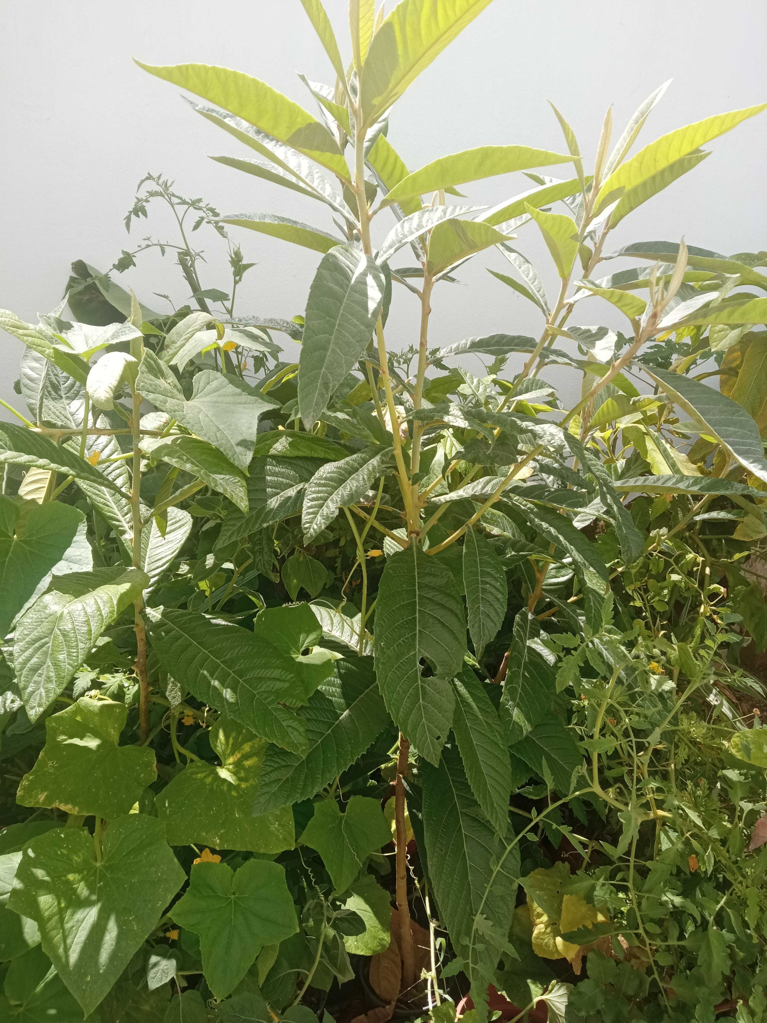 Árvores de fruto nespereiras