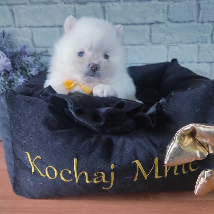 Szpic miniaturowy / białe misie.