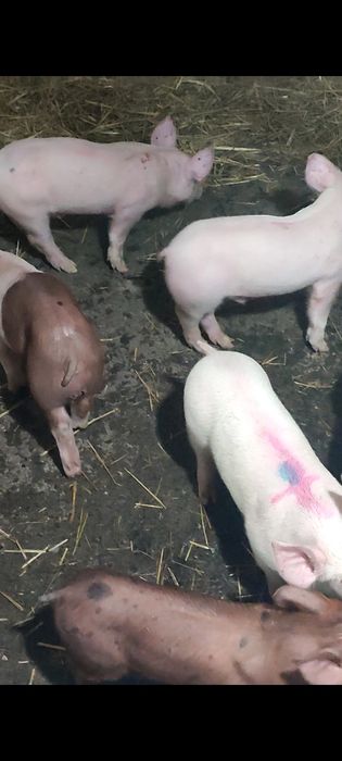 Продаються поросята