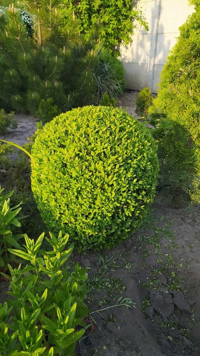 продам самшит стриженый в виде шара. можжевельник блю эрроу. туи