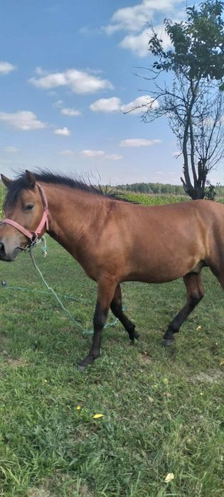 Koń ogier hucuł 3-latek