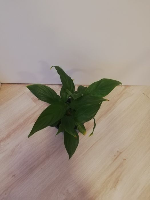 Спатіфілум ,жіноче щастя