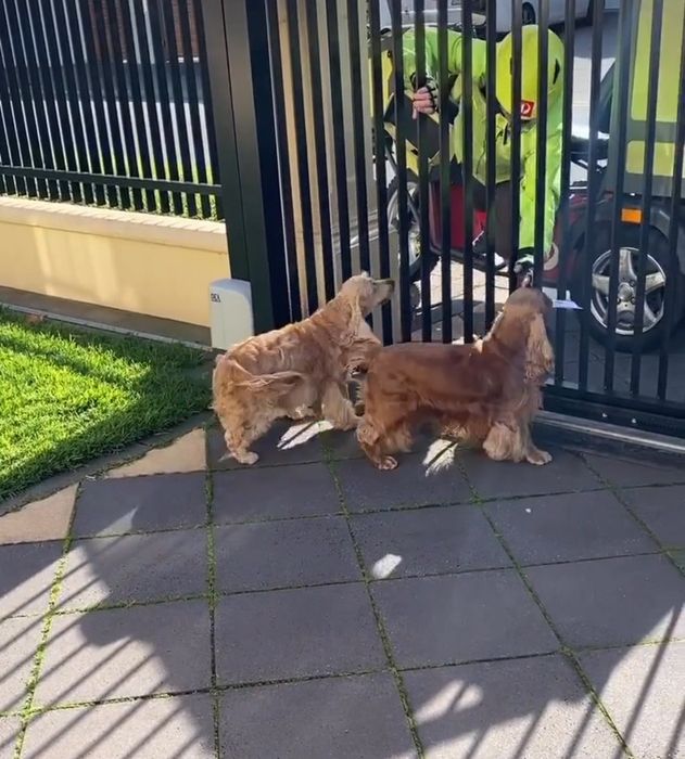 Продаж та доставка по Україні цуценят.