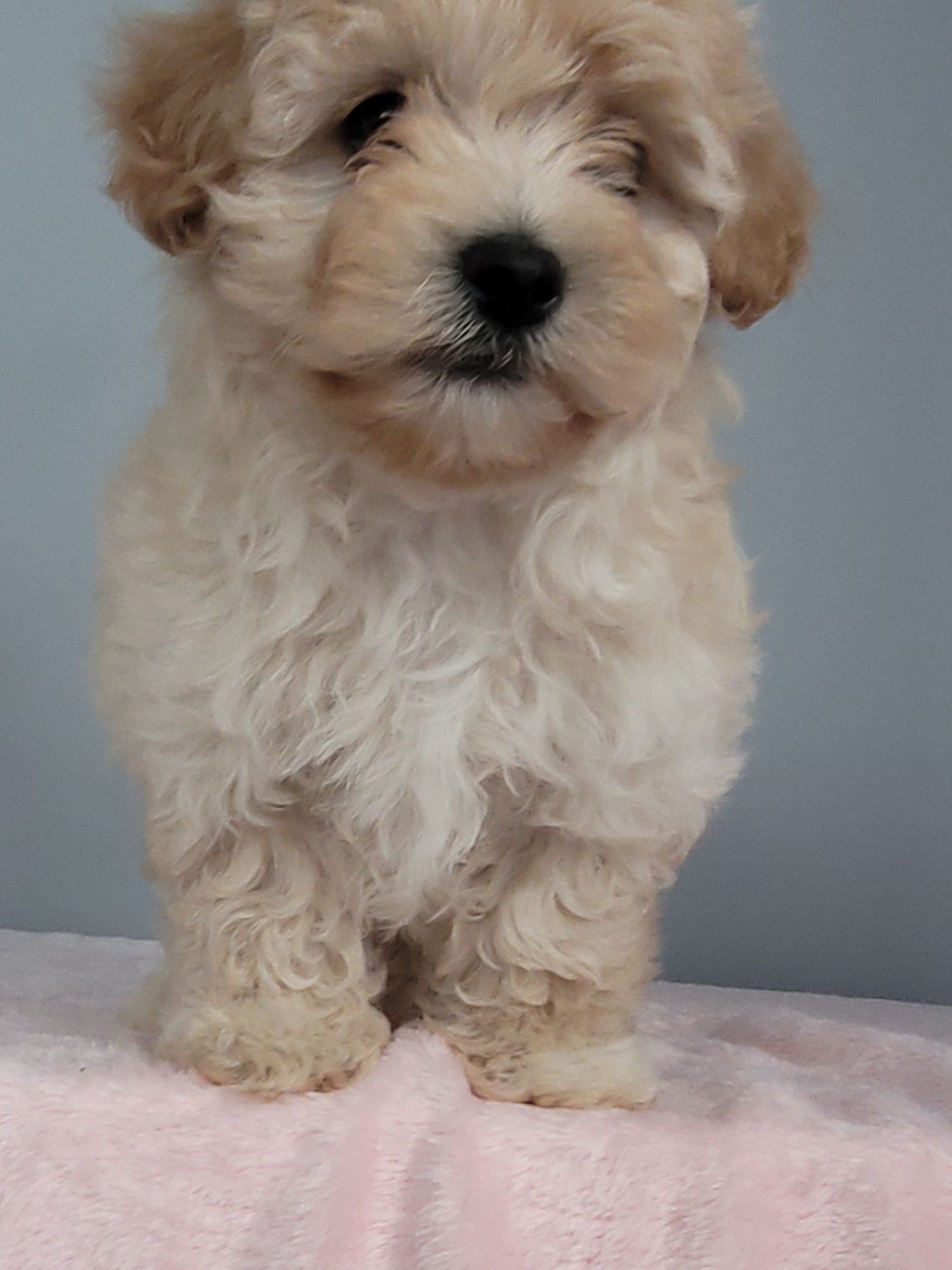 Maltipoo chłopczyk!!!