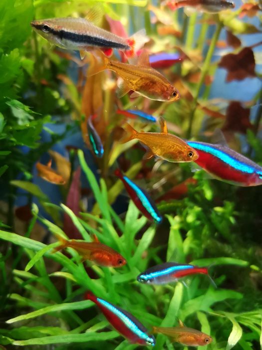 Bystrzyk Amandy Karlik Rybka