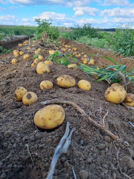 Ziemniaki b. smaczne i jakościowo Lille i Jelly