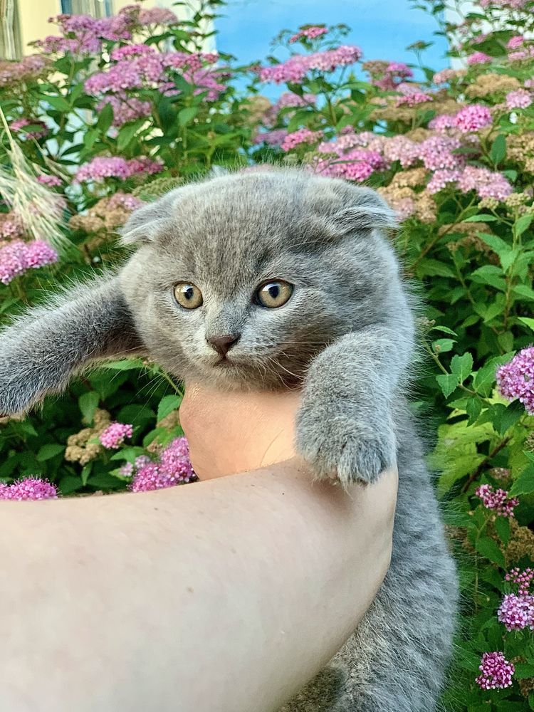Британські висловухі котенята