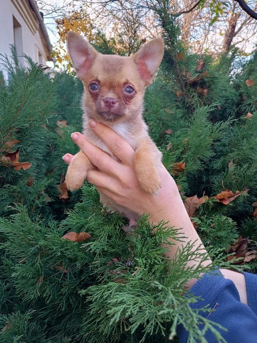 Чихуахуа в пошуках 7-ї