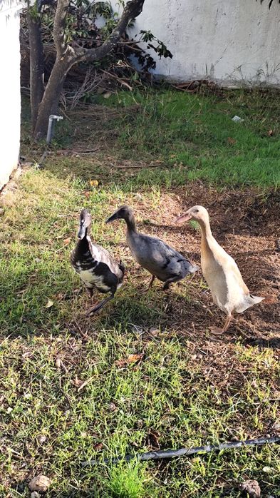 Bando de patos corredores