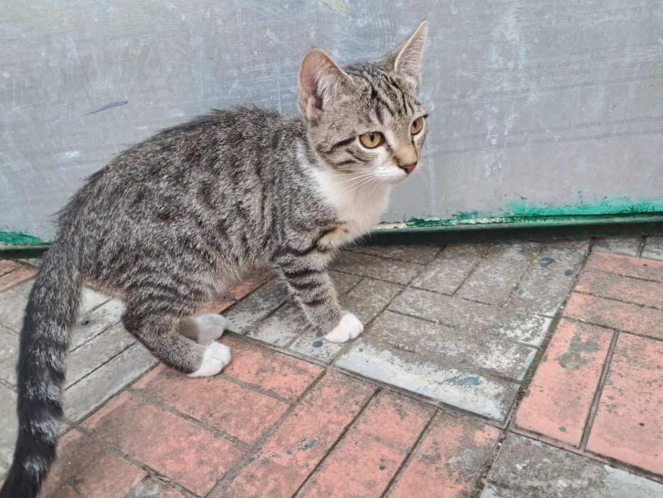 Кошенята в добрі руки