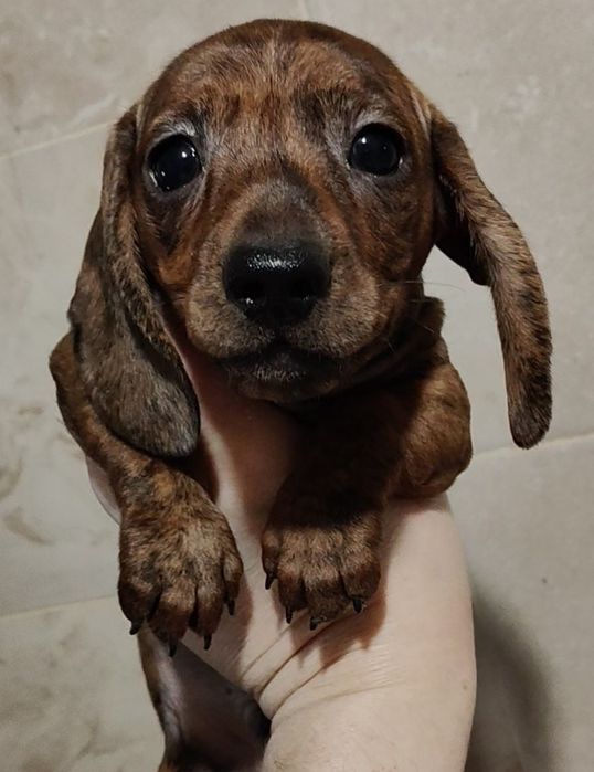 Цуценята мініатюрної такси з родовідом