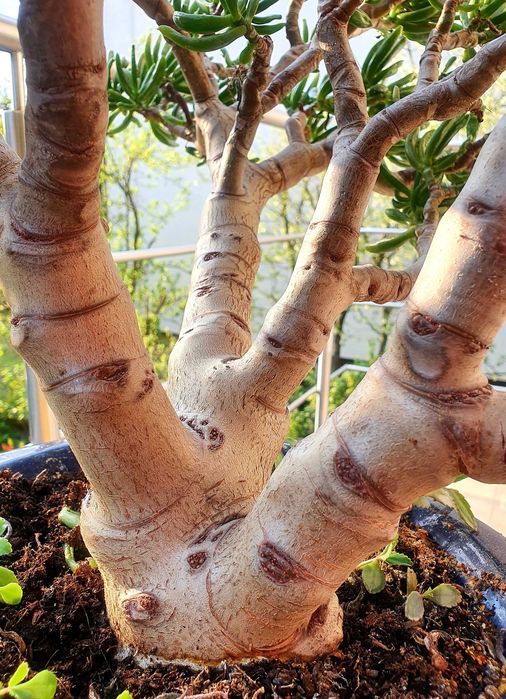 drzewko cytryny 15 lat