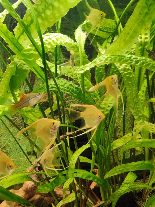 Skalary złote weloniaste