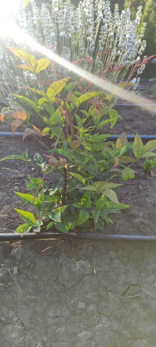 Nandina domestika