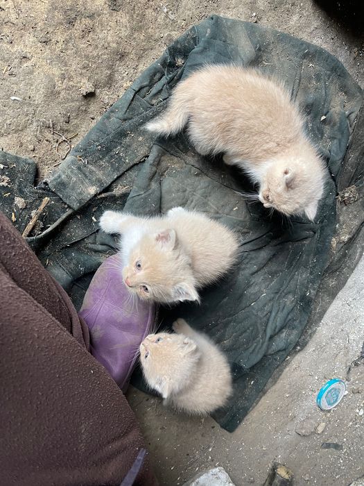 Отдам котят в добрые руки