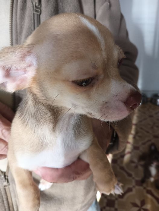 Chihuahua  macho