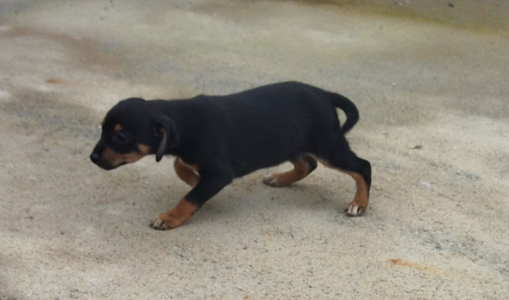 Doação de cães bebés