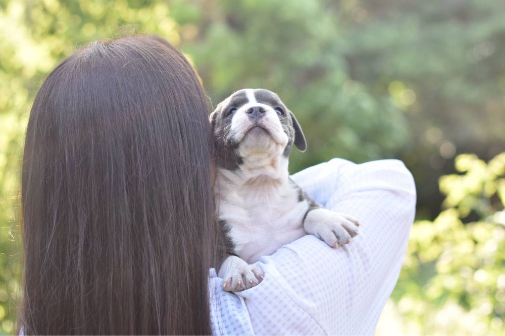 Уникальный щенок стаффа. Топ экстерьер. Голубой окрас. Доставка!