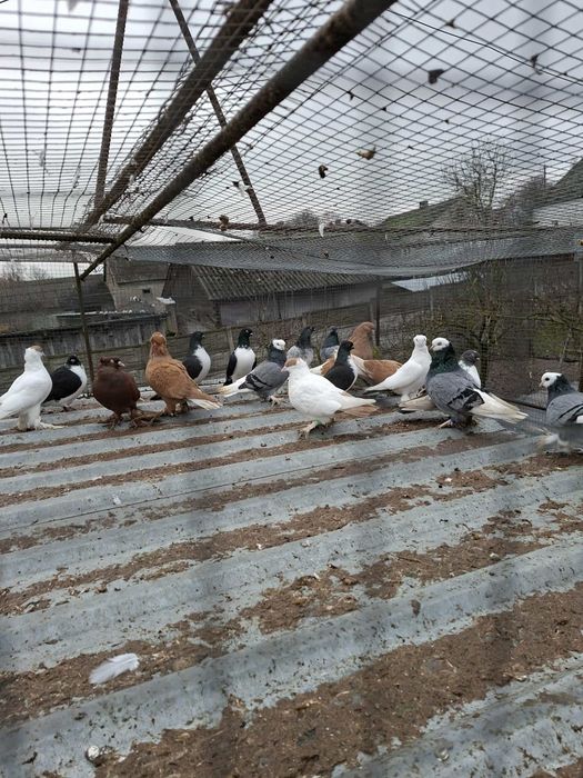 Gołębie Ozdobne Gołębie