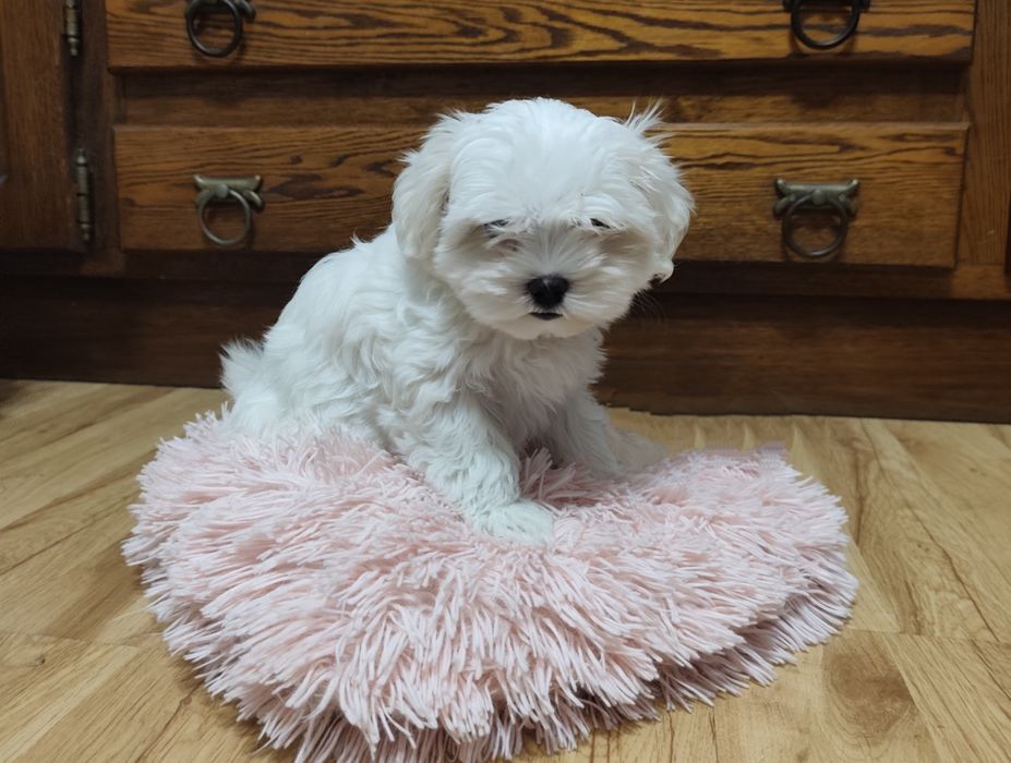 Uroczy piesek maltańczyk szuka kochającego domku