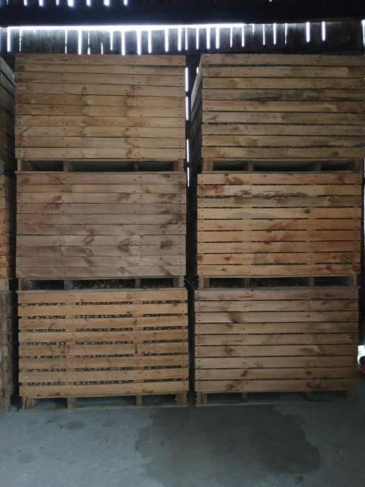 ziemniaki sadzeniaki skrobiowe Eurostarch kl.B 30-55mm jesień  2025