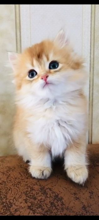 Золота шоколадна шиншилла. Хлопчик. Купити в Київі в Україні.