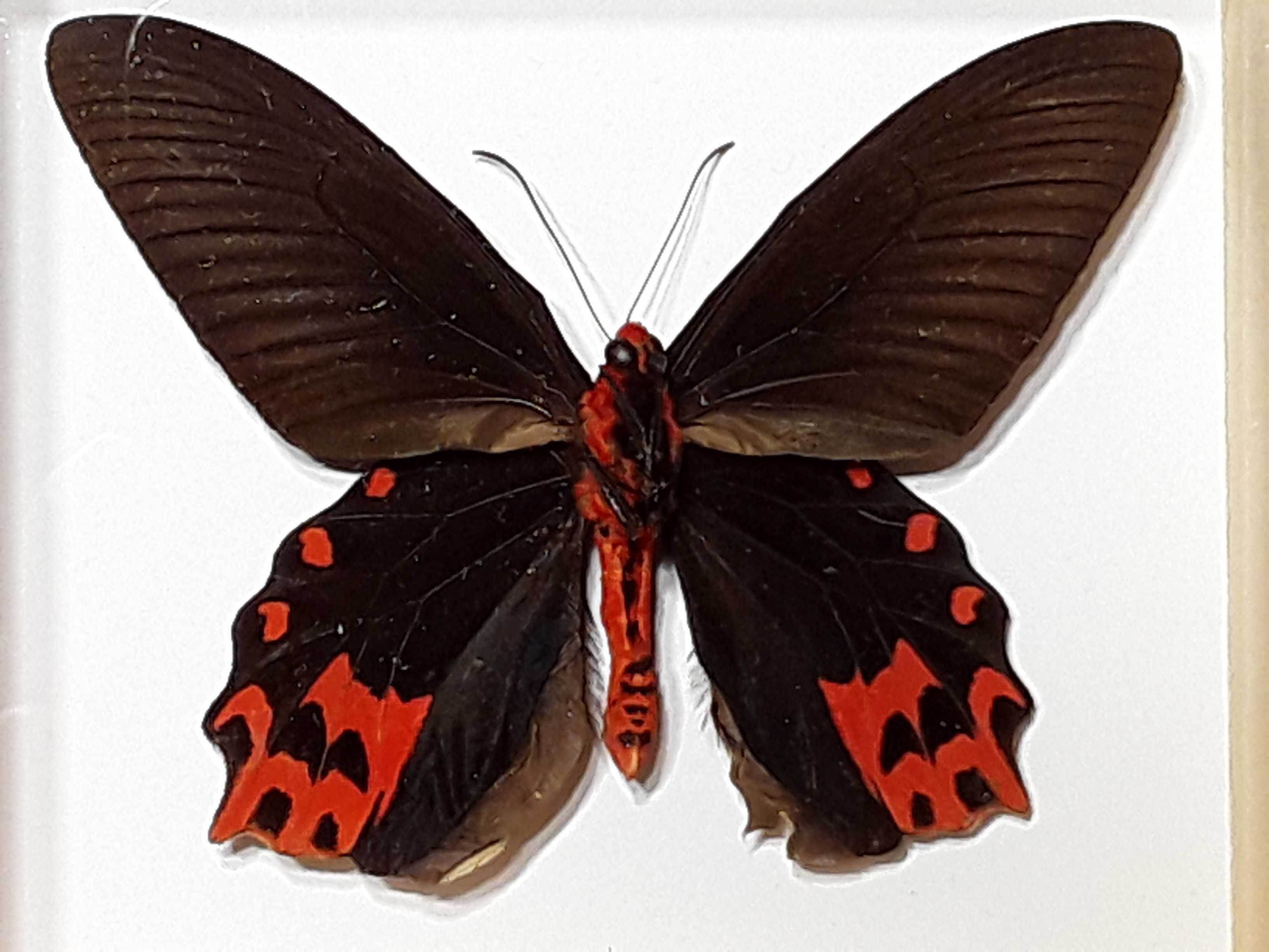 Motyl w ramce 14 x 12 cm . Atrophaneura semperi 105 mm .