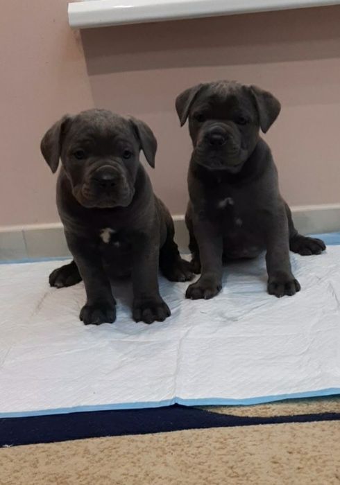 Кане корсо голубого забарвлення.