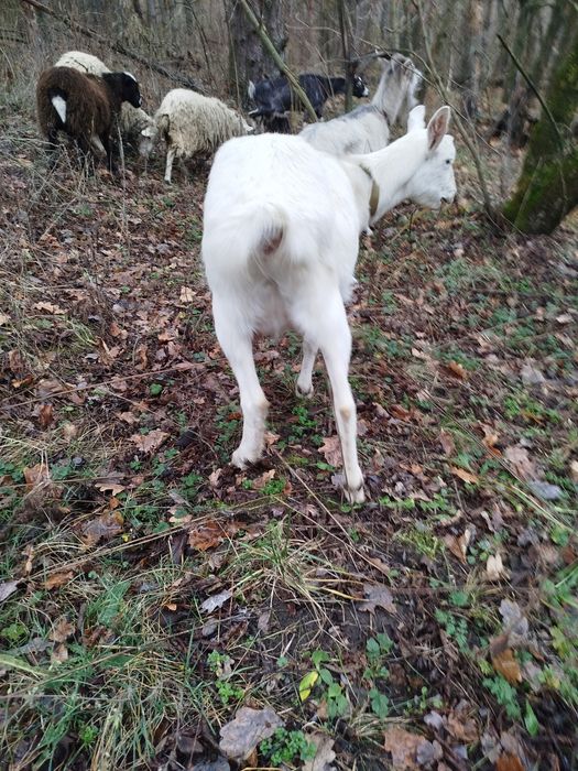 Коза зааненская китна